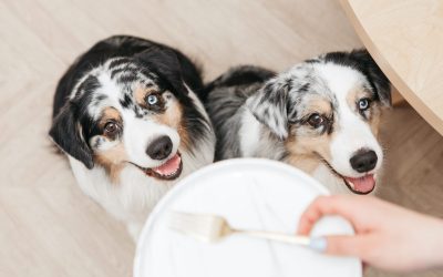 Tout savoir sur l’alimentation du Berger Australien