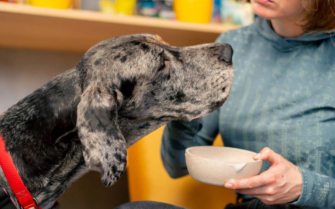 Tout savoir sur la nourriture hypoallergénique pour chien (Guide complet)