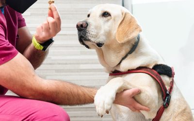 Nourriture pour Labrador : quels aliments privilégier et éviter ?