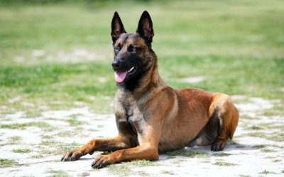 Berger belge : tout ce que vous devez savoir sur l’alimentation d’un Malinois