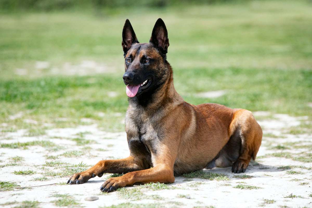 Sweat à Capuche Malinois Belge - Design "Eat Sleep Pet" - Coupe Classique, 241 G - Pour Propriétaires De Malinois