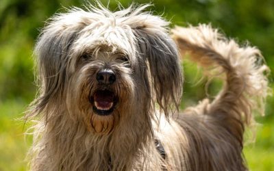 Guide complet sur l’alimentation du Terrier Tibétain