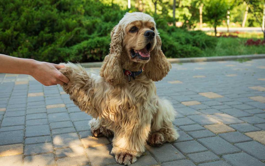 Comment éduquer un Cocker Spaniel Anglais ? Nos conseils