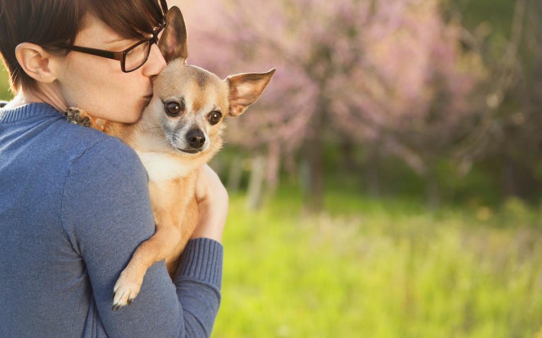 Comment dresser un Chichuahua ? Conseils et astuces