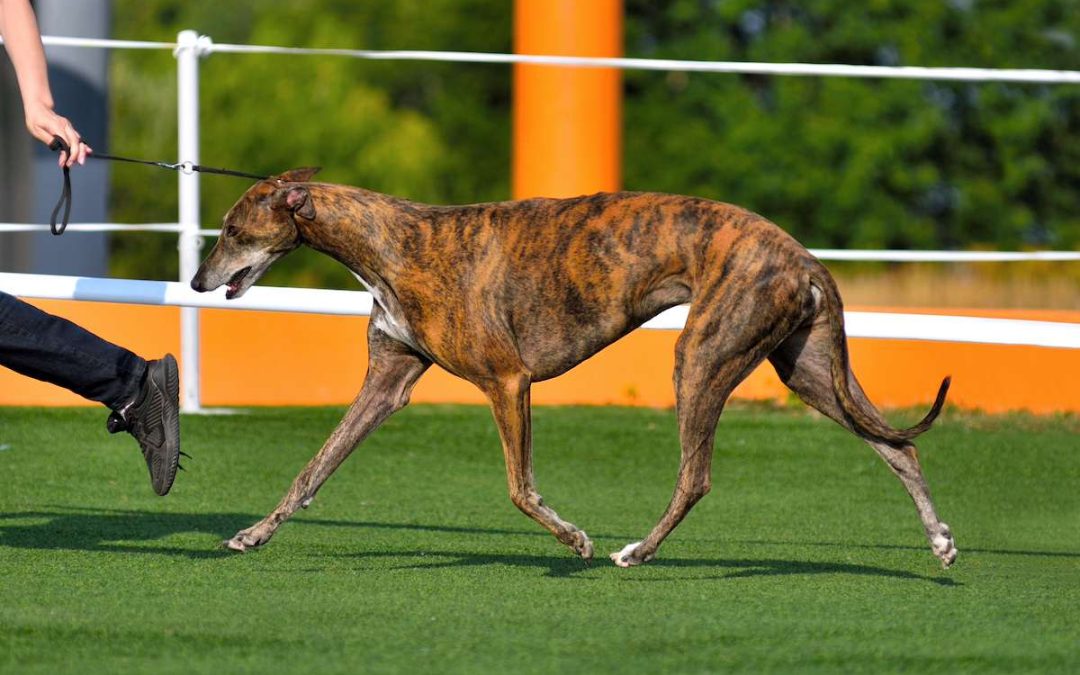 Tous nos conseils pour dresser au mieux votre Lévrier Espagnol (Galgo)