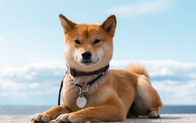 Comment nourrir un Shiba Inu ?