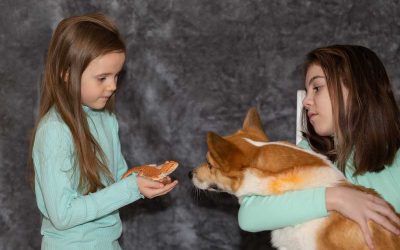 Tout savoir sur l’alimentation du Welsh Corgi