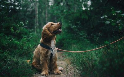 Découvrez nos conseils pour nourrir votre Cocker Spaniel Anglais parfaitement