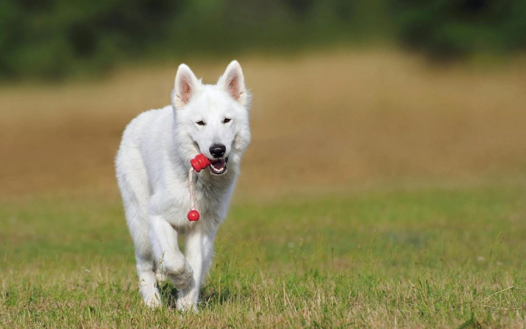 Nos meilleurs conseils pour dresser un Berger Blanc Suisse