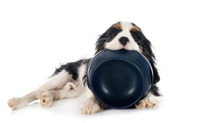 Tout savoir sur l’alimentation du Cavalier King Charles : guide complet