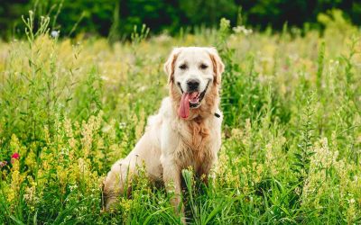 Comment nourrir correctement un Golden Retriever ? Guide Complet