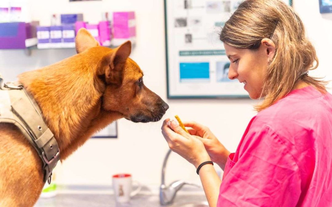 Guide complet du médicament pour chien : Cortanmycétine