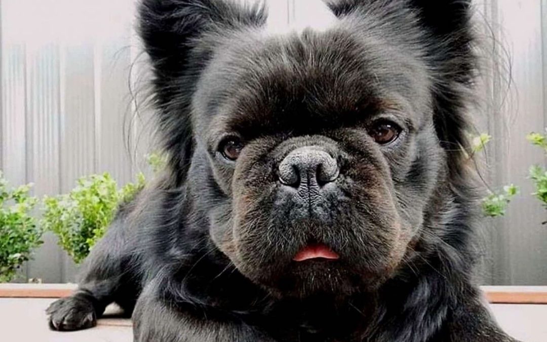 Bouledogue Français à poil long (fluffy) : caractère, éducation, particularités