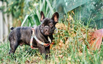 Tout savoir sur l’alimentation du Bouledogue Français : Guide Complet