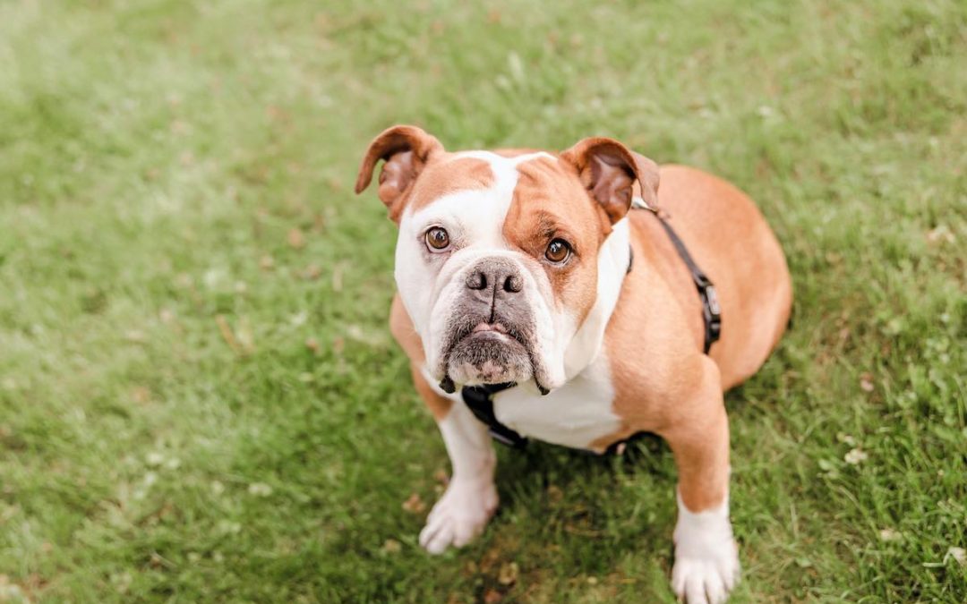 Comment bien éduquer un Bulldog Anglais : le guide ultime !
