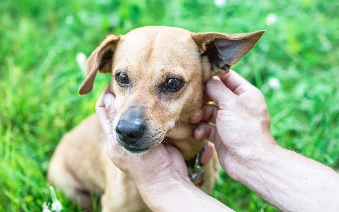 Gale des oreilles chez le chien : causes, symptômes, traitements