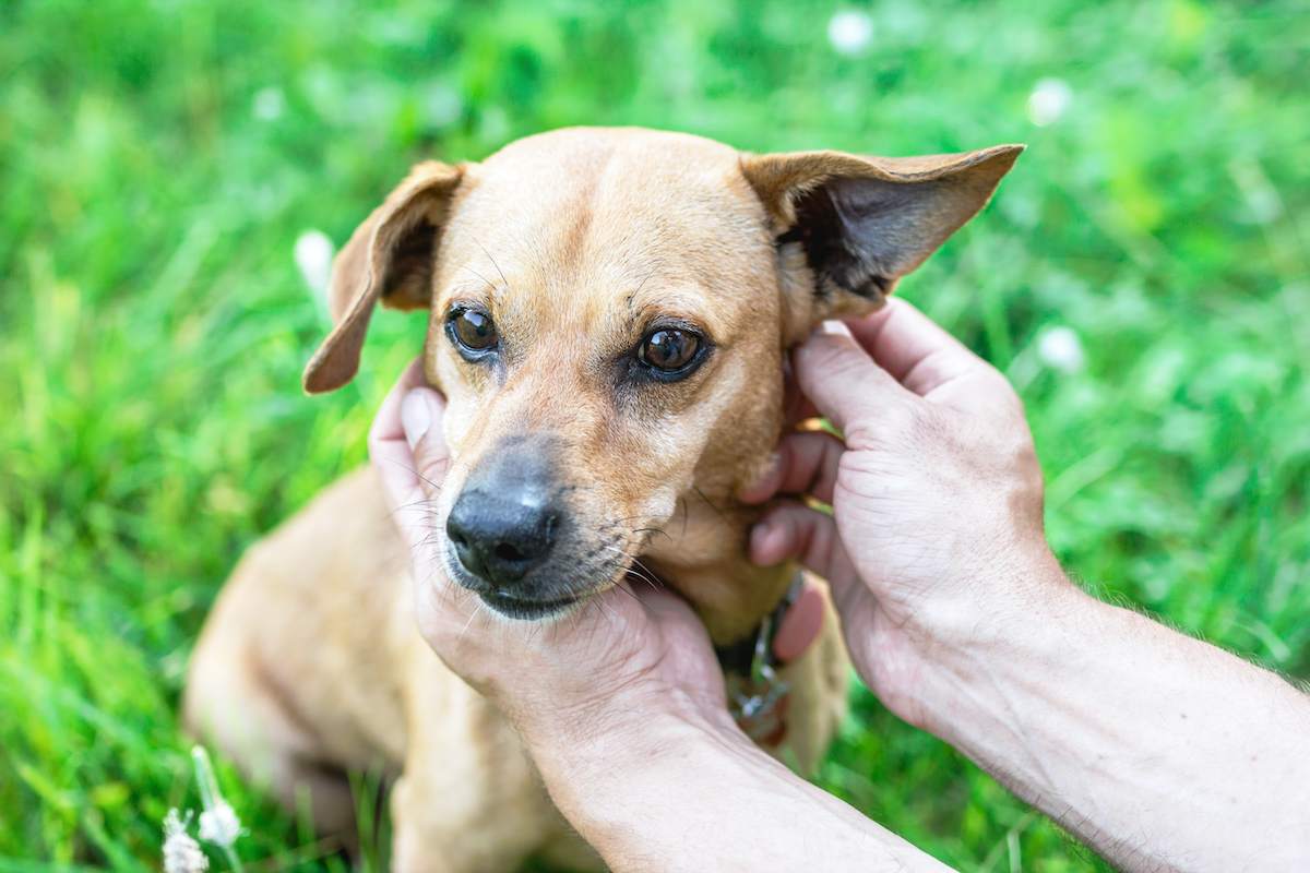 Kit De Maintien D'oreilles Pour Chiots – 30 Tiges En Mousse + 5 Rouleaux De Ruban Adhésif, Pour Redresser Les Oreilles Naturellement