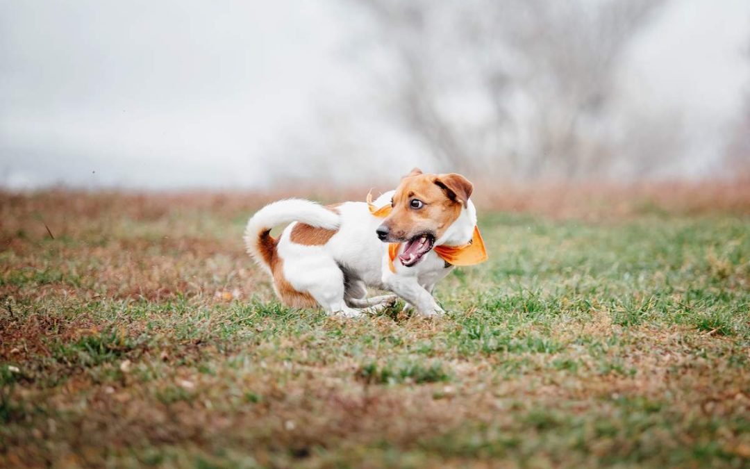 Pourquoi mon chien tourne en rond ? Causes et solutions