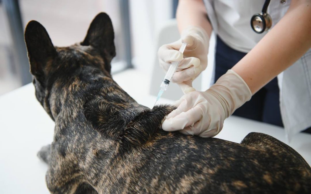 Cytopoint pour chien : test, avis et effets indésirables