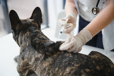 Cytopoint pour chien : test, avis, effets secondaires