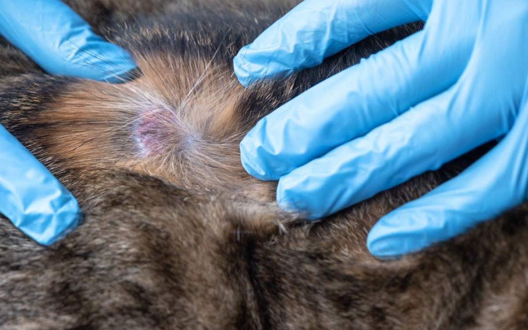 Furonculose chez le chien : causes, symptômes, traitements de cette forme d’acné