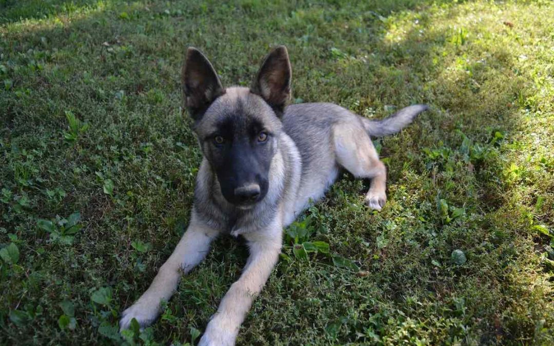 Malinois croisé Husky : tout savoir sur le fascinant Belusky