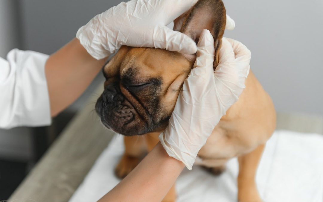 Otite chez le chien : causes, symptômes, traitements – Guide Complet