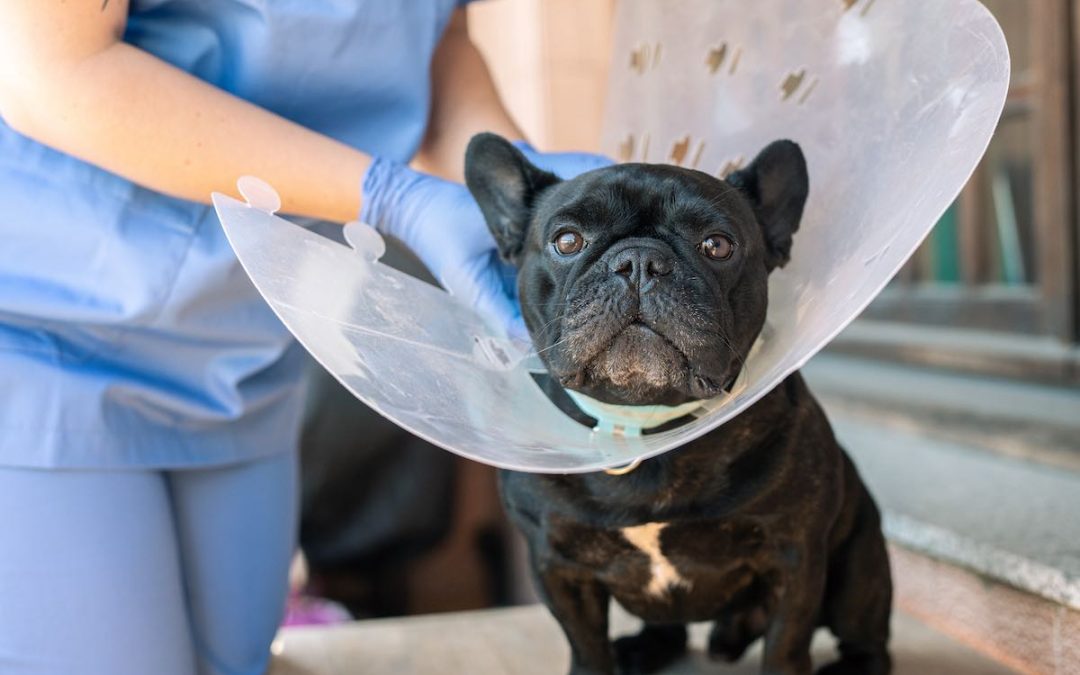 Problèmes de peau du Bouledogue Français : maladies, causes, traitements
