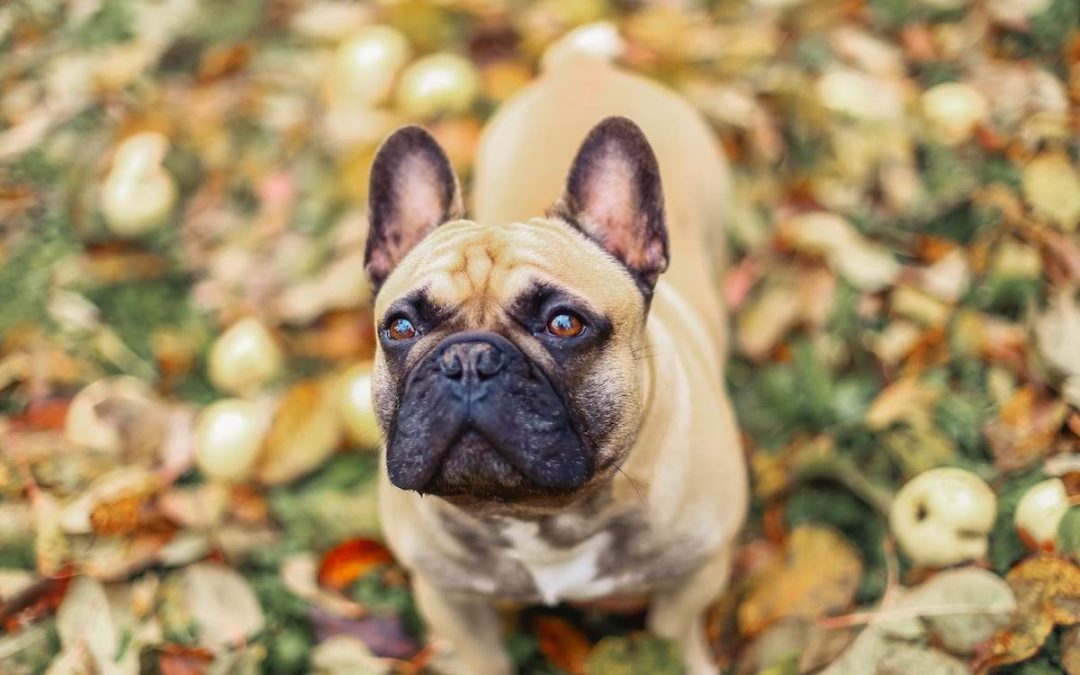 Éducation du Bouledogue Français : comment s’en occuper correctement ?