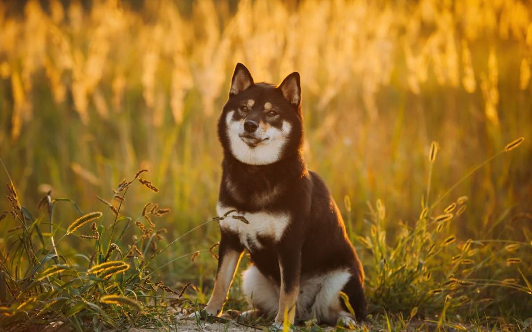 Vermifuges naturels pour chien : quels sont les meilleurs ?