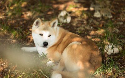 Tout savoir sur l’alimentation de l’Akita Inu : quantité, aliments toxiques et dangereux, croquettes