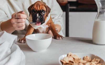 Alimentation du Boxer : nourriture et quantité