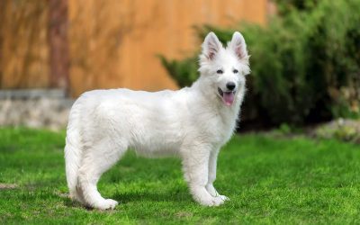 Alimentation du Berger Blanc Suisse : Guide complet