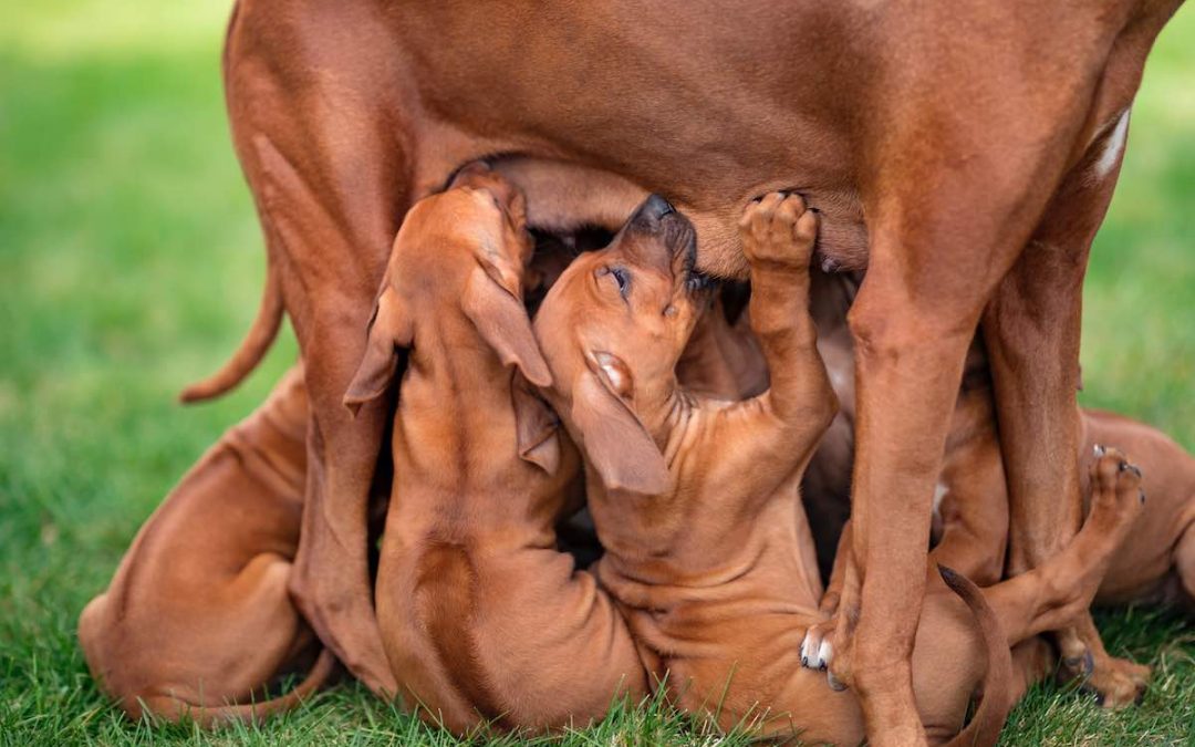 Combien de temps les chiennes sont-elles en gestation et quels en sont les symptômes ?