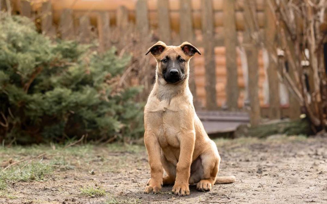 Labrador croisé Malinois : origine, caractéristiques et caractère