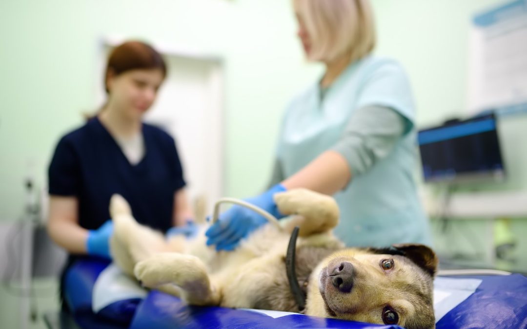Maladie de cushing chez le chien : Guide complet