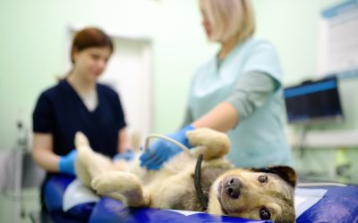 Maladie de cushing chez le chien : Guide complet