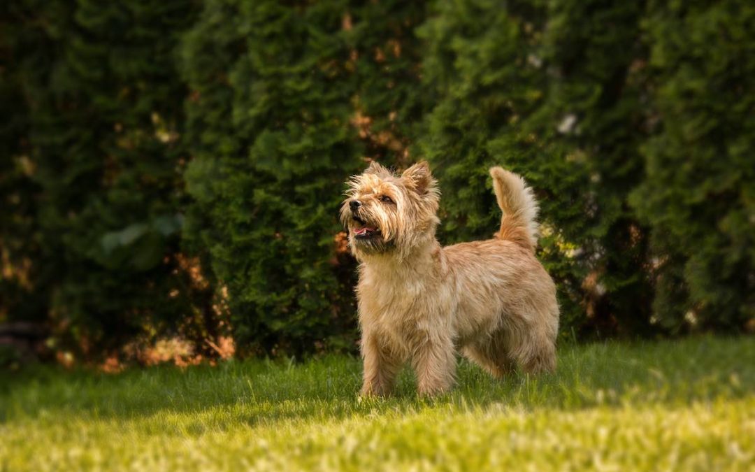 Norwich Terrier, caractère et éducation