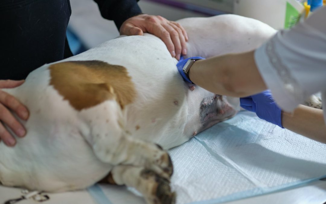 Pancréatite chez le chien : symptômes et traitements