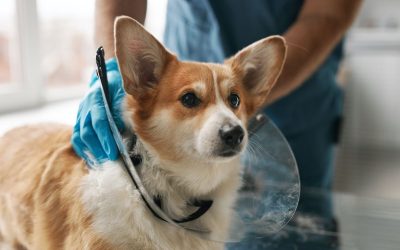 Problèmes de santé du Welsh Corgi : Ce que tout propriétaire doit savoir