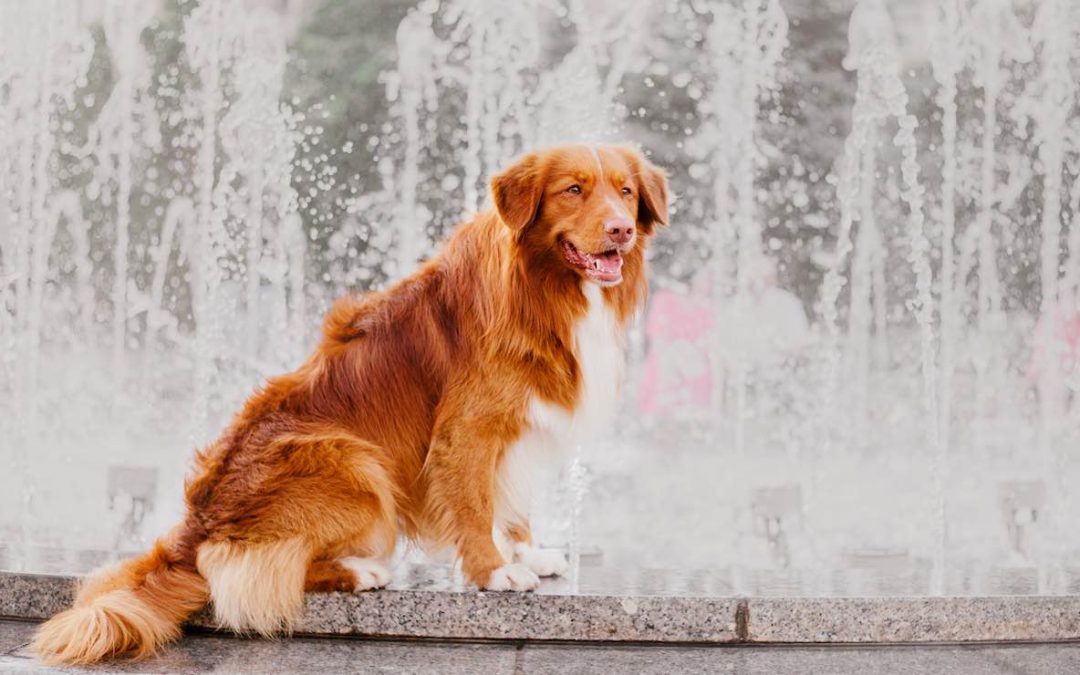 Retriever de Nouvelle Écosse : caractère et éducation
