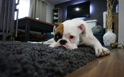 Syndrome vestibulaire chez le chien : causes, symptômes, diagnostic, traitement