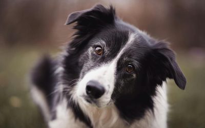Tout savoir sur l’alimentation du Border Collie chiot et adulte
