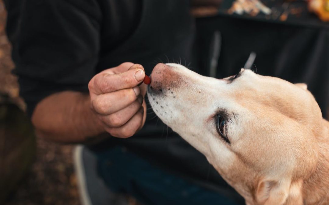 Utiliser Apoquel pour son chien : avis et retour d’expérience 