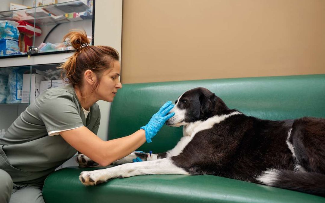 Prednicortone pour chien : utilisation, avis, effets secondaires