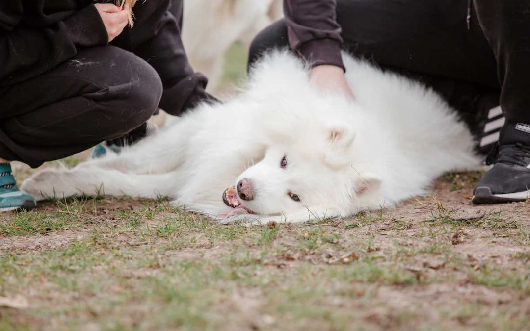 Le samoyède : le chien Idéal pour la famille