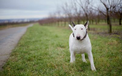 Tout savoir sur l’alimentation du Bull Terrier chiot et adulte