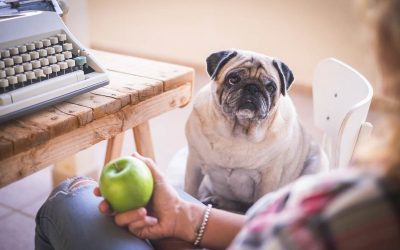 Quels fruits et légumes peut-on donner à manger à son chien ?