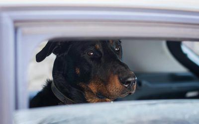 Tout savoir sur l’alimentation du Beauceron (guide complet)