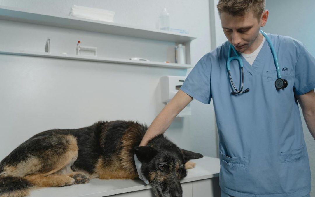 Bravecto : notre avis et comment en trouver sans ordonnance ?